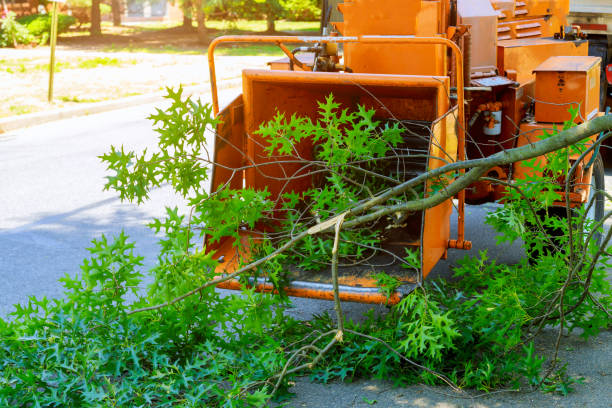 Best Tree Maintenance Programs  in Whitefish, MT